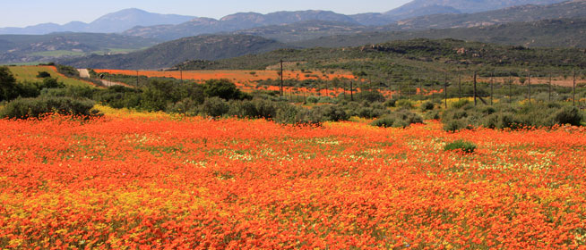 Namaqualand, Namibia and South Africa